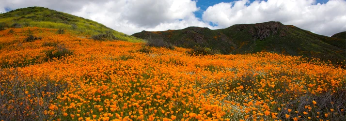Neary Chiropractic in Solvang CA